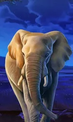 African Elephant
